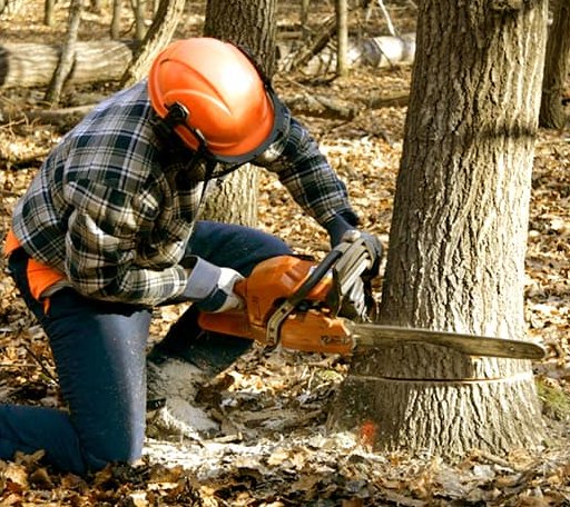 Tree Removal in Enfield, CT